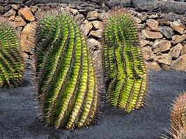 Impressive cactus plants in a garden in Lanzarote photo