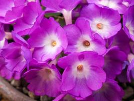 Pink Primula allionii flowers in a clay pot photo