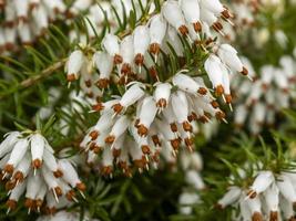 Closeup of the flowers of white heather Erica x Veitchii Exeter photo