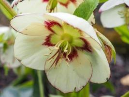 Lovely hellebore flower Helleborus x hybridus variety Ashwood Blushing Bride photo