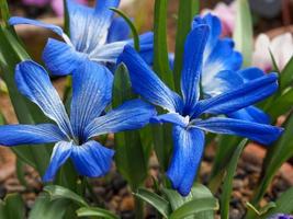 Chilean blue crocus flowers Tecophilaea cyanocrocus violacea photo