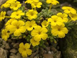 Flores amarillas de la planta alpina Dionysia aretioides foto