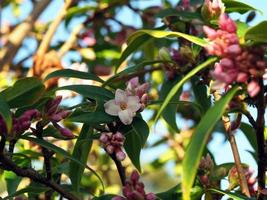 Single flower and buds of winter daphne Daphne odora photo