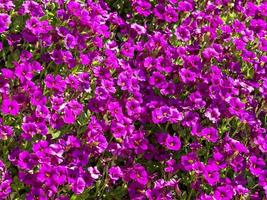 Bonitas flores de color púrpura de Aubrieta Kitte Purple foto