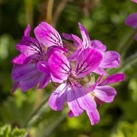 Pink rose geranium flowers in a garden photo