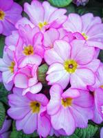 Bonitas flores de prímula rosa variedad Woodland foto