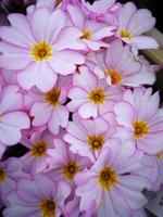 Primer plano de bonitas flores de prímula rosa foto
