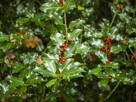 hojas verdes y frutos rojos en un arbusto de acebo foto
