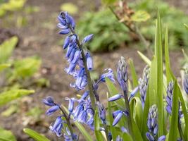 Bluebell buds just opening in a garden photo