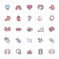 Human Anatomy Line with Color Icon vector