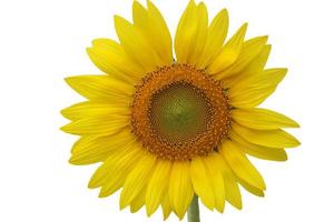 Sunflower isolated on white background photo