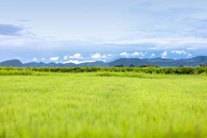 Beautiful green field with blue mountain background