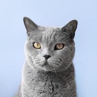 Russian blue kitty with monochrome wall background photo