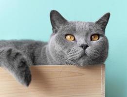 Cute grey cat lying in a crate photo