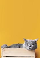 Cat sleeping in wood crate on yellow background photo