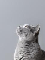 Grey cat on grey background