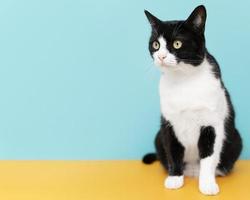 Black and white cat on blue background