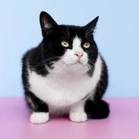 Black and white cat on blue background