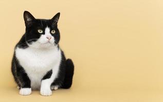 Cat on yellow background photo