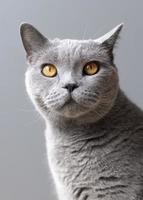 lindo gato gris foto