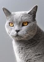 lindo gato gris foto
