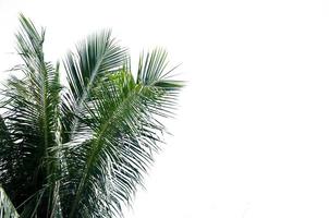 Coconut leaves white background photo