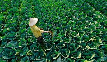 Mano de jardinero femenino dando fertilizante químico a la planta de hortalizas de repollo en la plantación foto