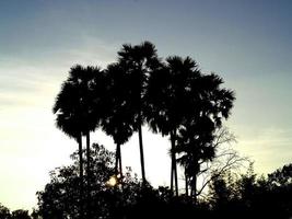 palmeras en la naturaleza foto
