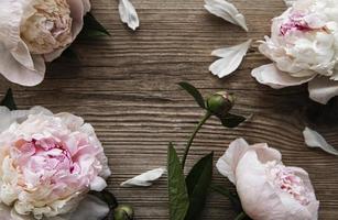 Pink peony flowers as a border photo