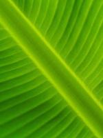 textura de fondo de hojas de plátano