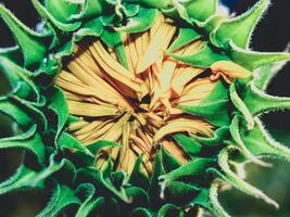 Sunflower close-up in the nature photo