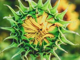 Sunflower close-up in the nature photo