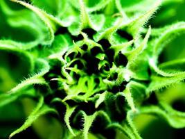 Sunflower close-up in the nature photo