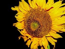 primer plano de girasol en la naturaleza foto