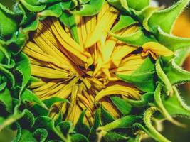 Sunflower close-up in the nature photo