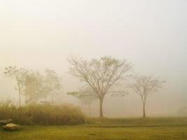 Landscape with tree in the nature photo