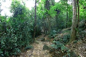 parque forestal de la cascada de pha luang, amphoe si mueang mai, ubon ratchathani, tailandia foto