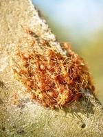 hormigas rojas en un arbol foto