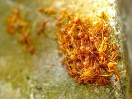 Red ants on a tree photo