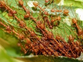 Red ants on a tree photo