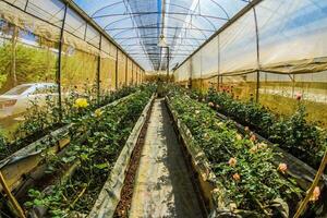 Glass house at Doi Ang Khang, Chiang Mai, Thailand photo