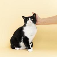 Person petting black and white cat
