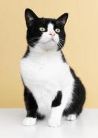 Black and white cat on yellow background
