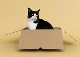 lindo gato en una caja de cartón