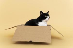 Cute cat in a cardboard box photo