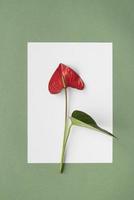 Red flower on white and green background photo