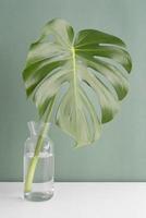 Monstera plant in propagation photo