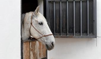 Side view of horse in a farm stable photo