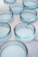 Petri dishes in medical lab photo