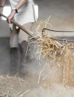 Female farmer cleaning hay from horse stables photo